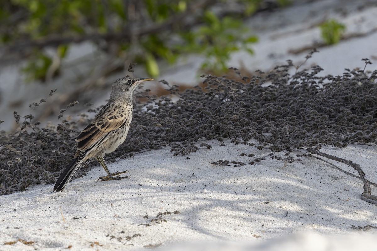 Española Mockingbird - ML646218804