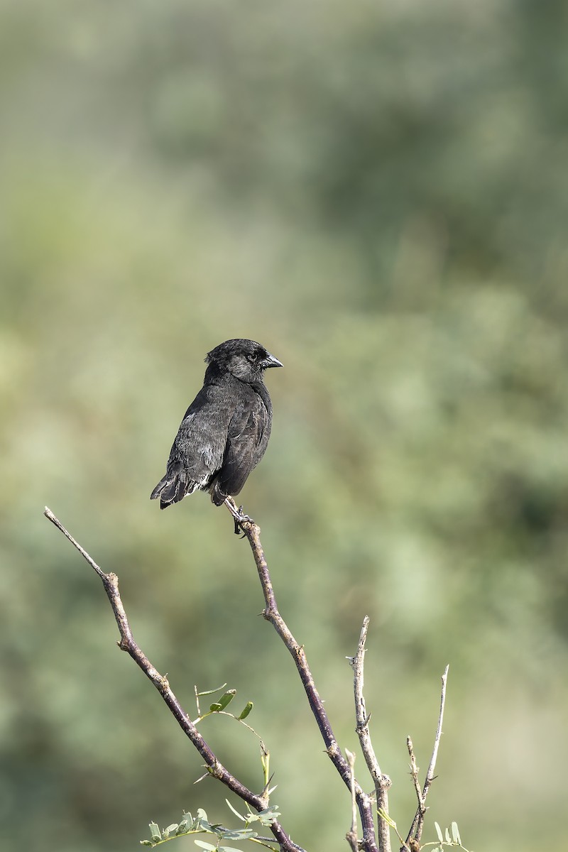 Española Ground-Finch - ML646218806