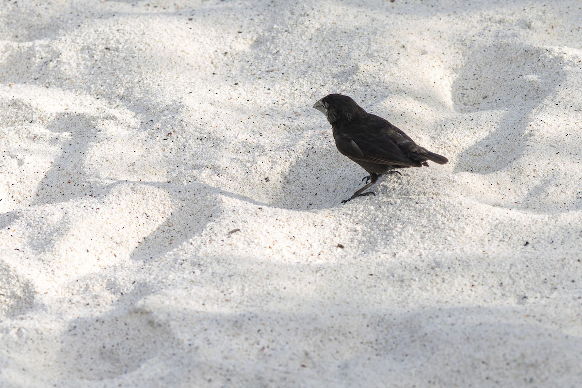 Española Ground-Finch - ML646218807