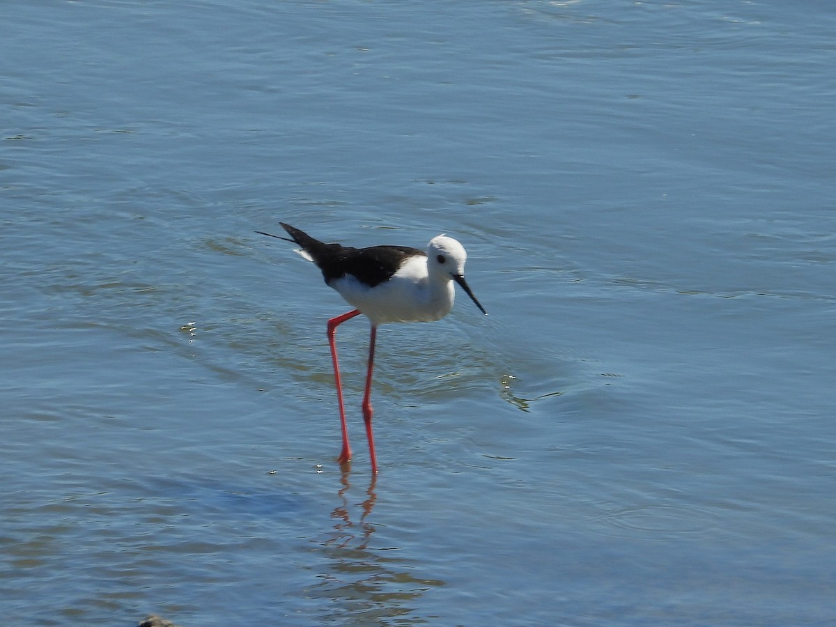 Black-winged Stilt - ML646218809