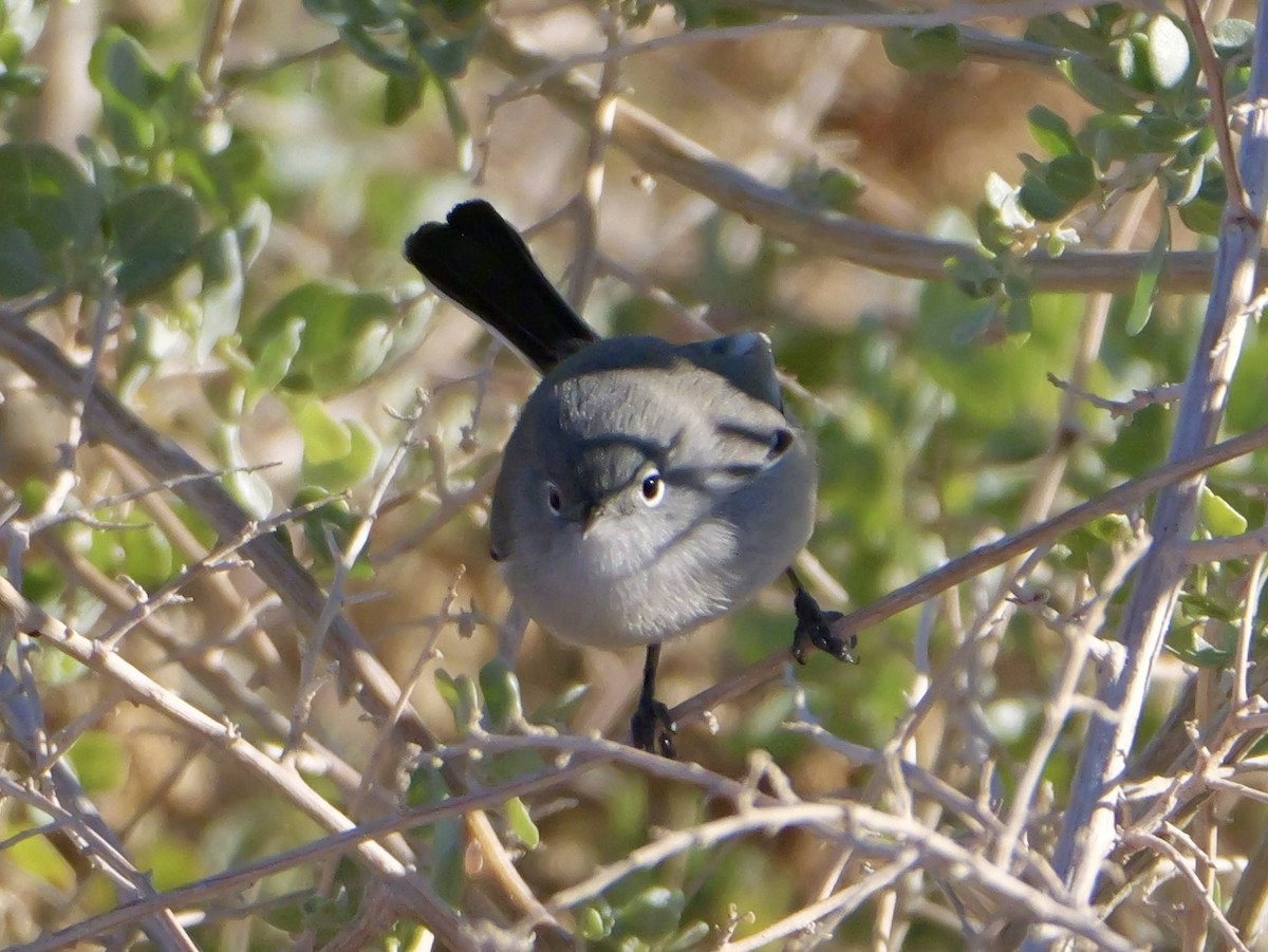 Black-tailed Gnatcatcher - ML646218810