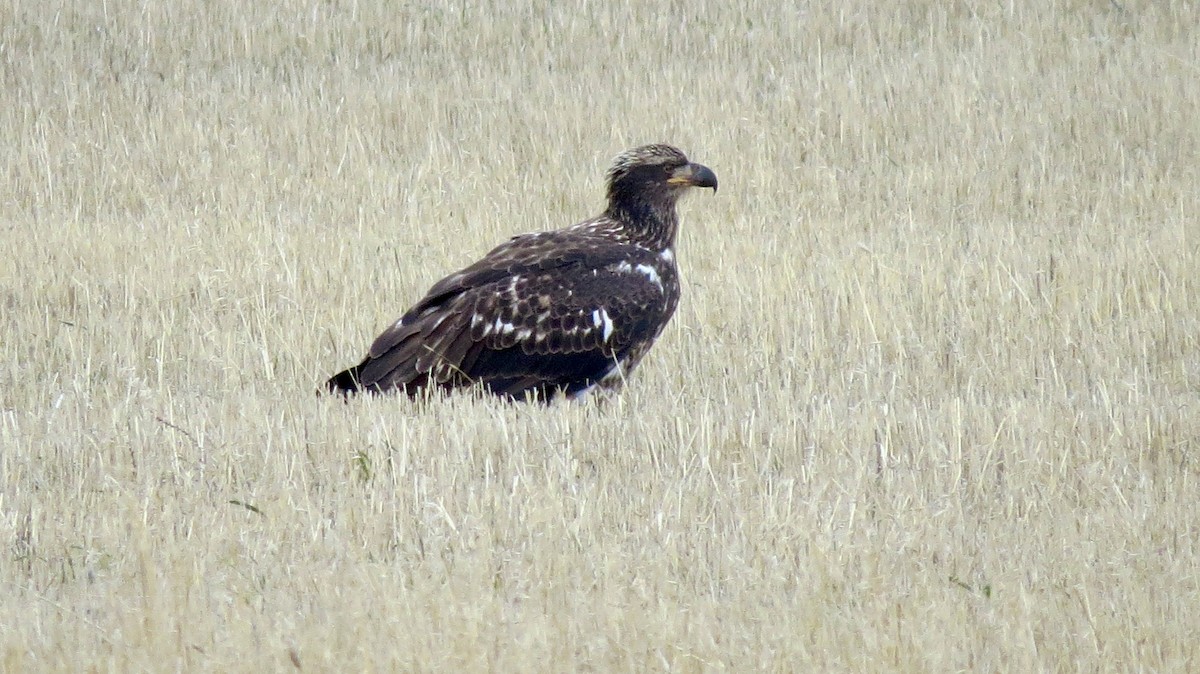 Pygargue à tête blanche - ML646218811