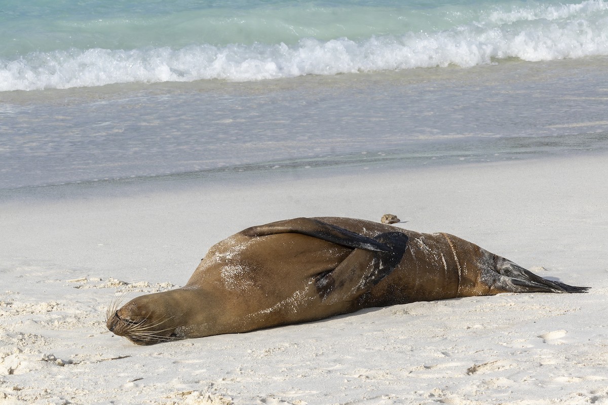Galápagos Sea Lion - ML646218812