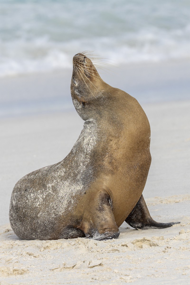 Galápagos Sea Lion - ML646218813