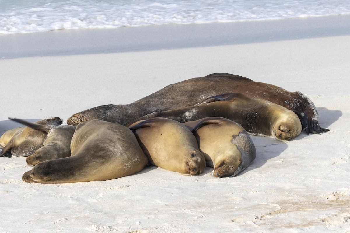 Galápagos Sea Lion - ML646218814