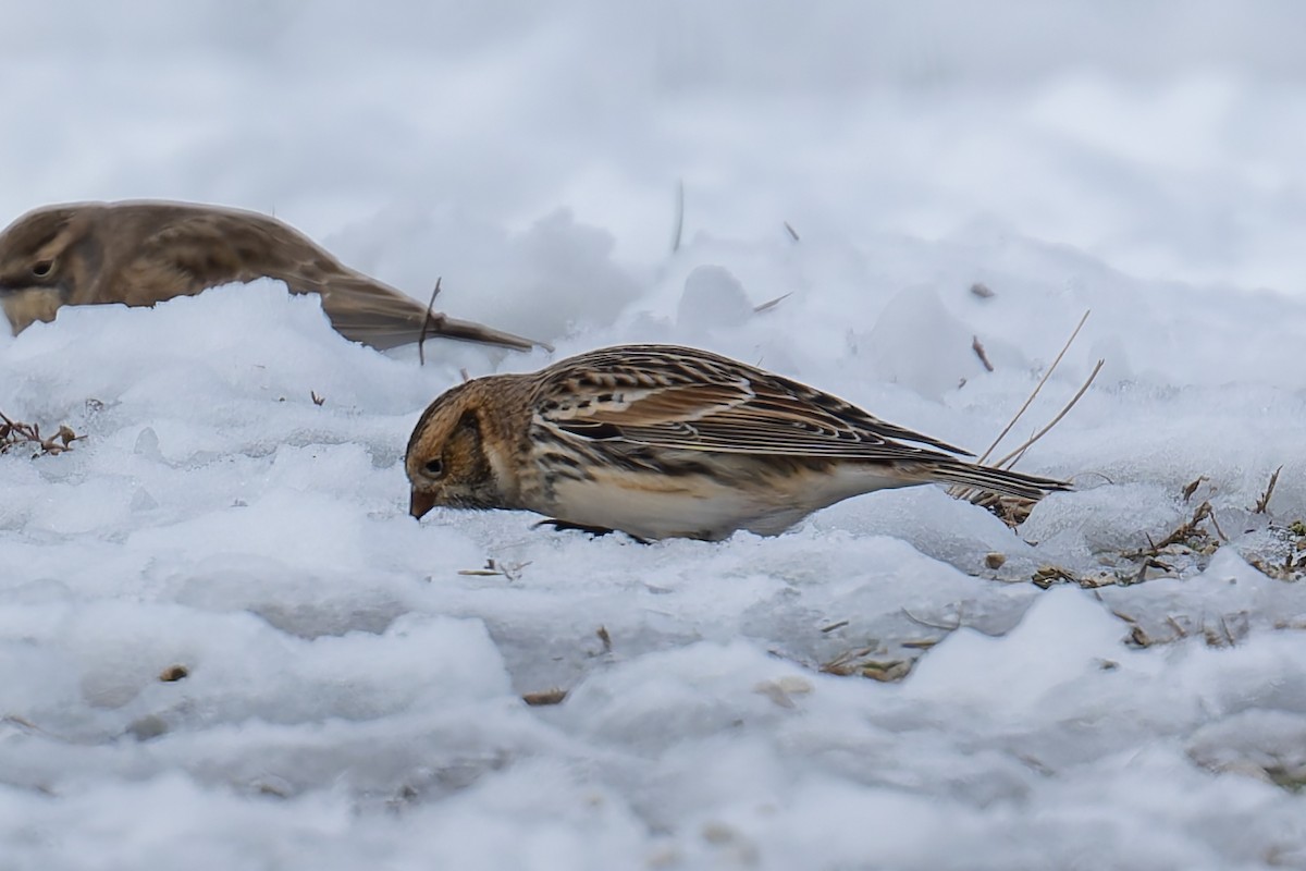 Lapland Longspur - ML646218823