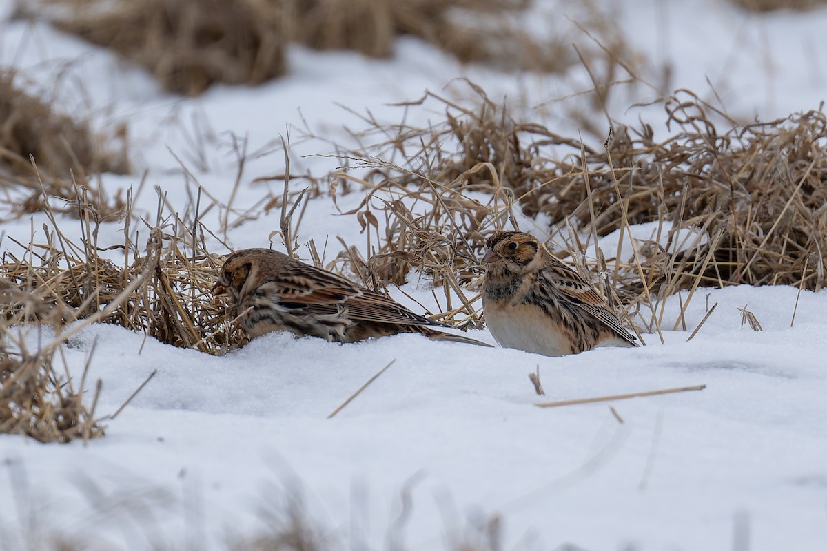Lapland Longspur - ML646218824