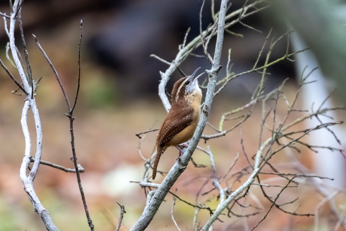 Carolina Wren - ML646218833