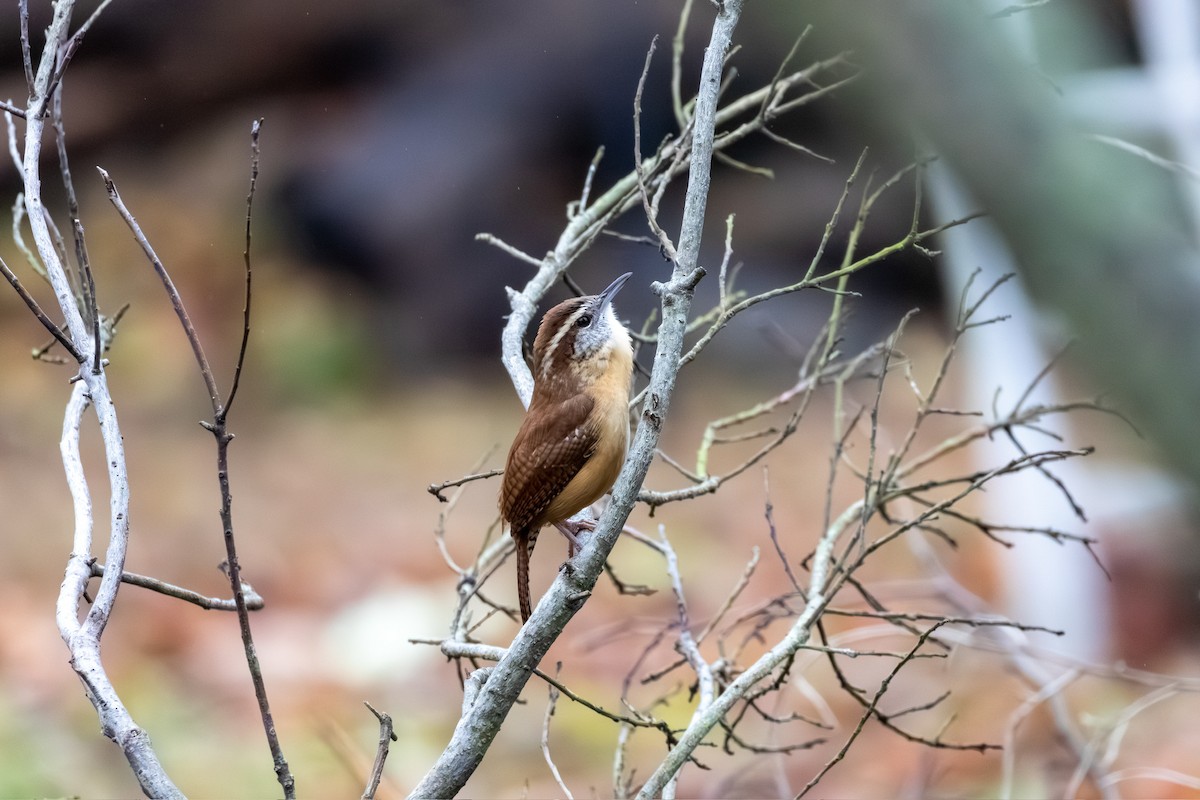Carolina Wren - ML646218835