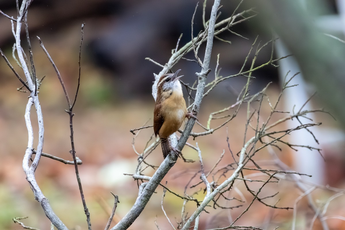 Carolina Wren - ML646218836
