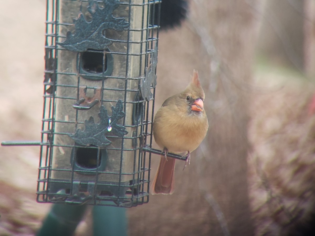 Northern Cardinal - ML646218837