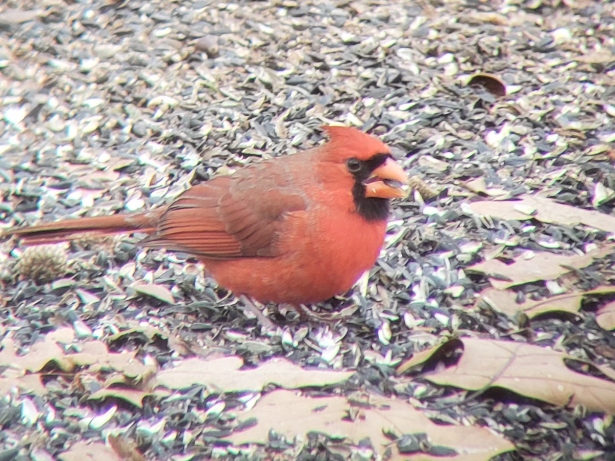 Northern Cardinal - ML646218838