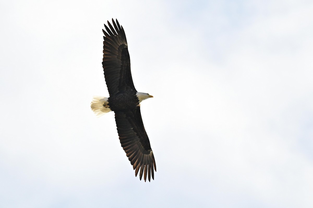 Pygargue à tête blanche - ML646218839