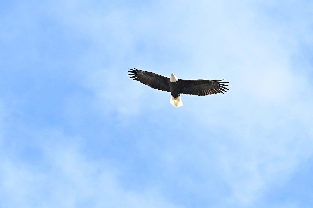 Pygargue à tête blanche - ML646218840
