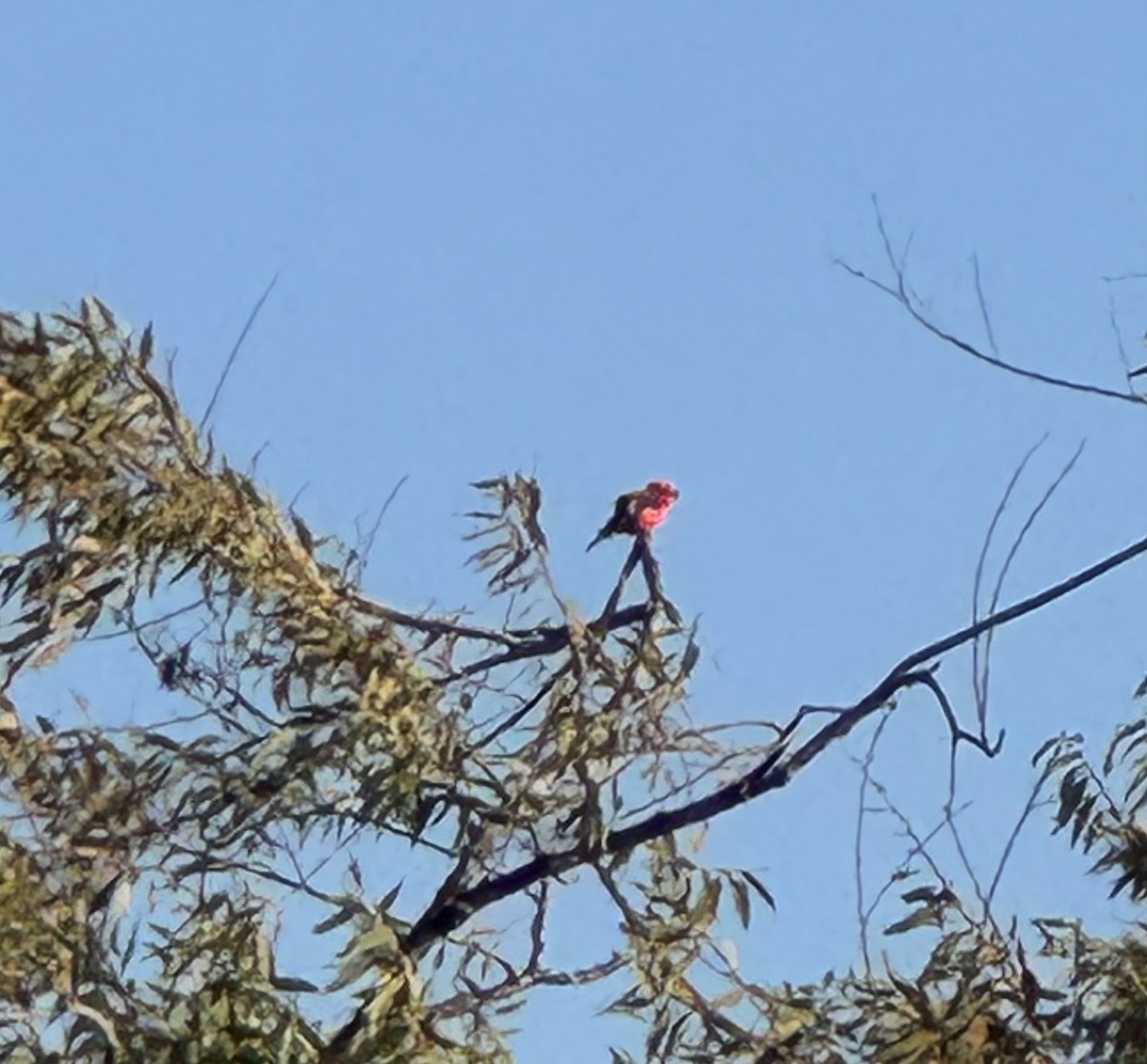 Vermilion Flycatcher - ML646218842