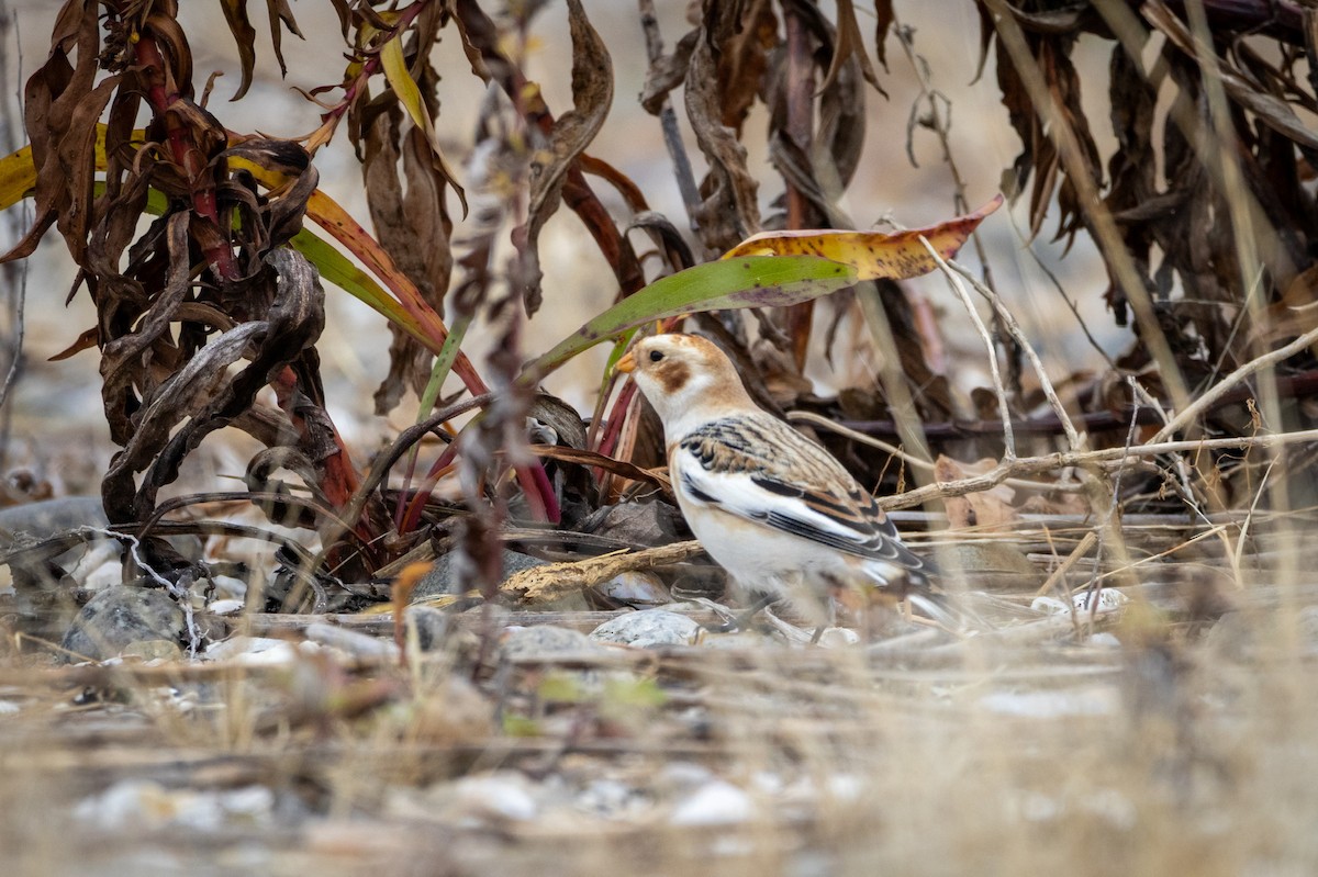 Snow Bunting - ML646218856