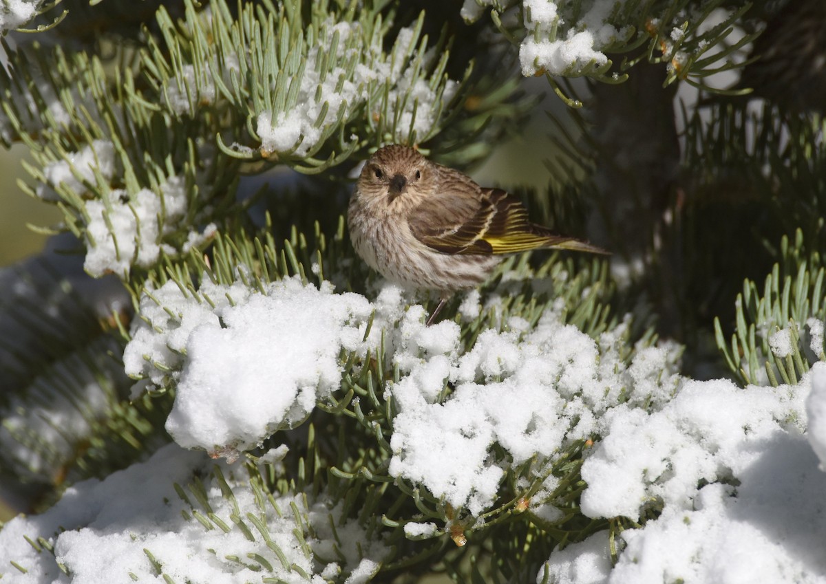 Pine Siskin - ML646218857