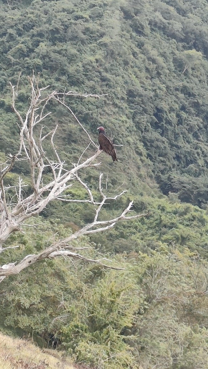 Turkey Vulture - ML646218867