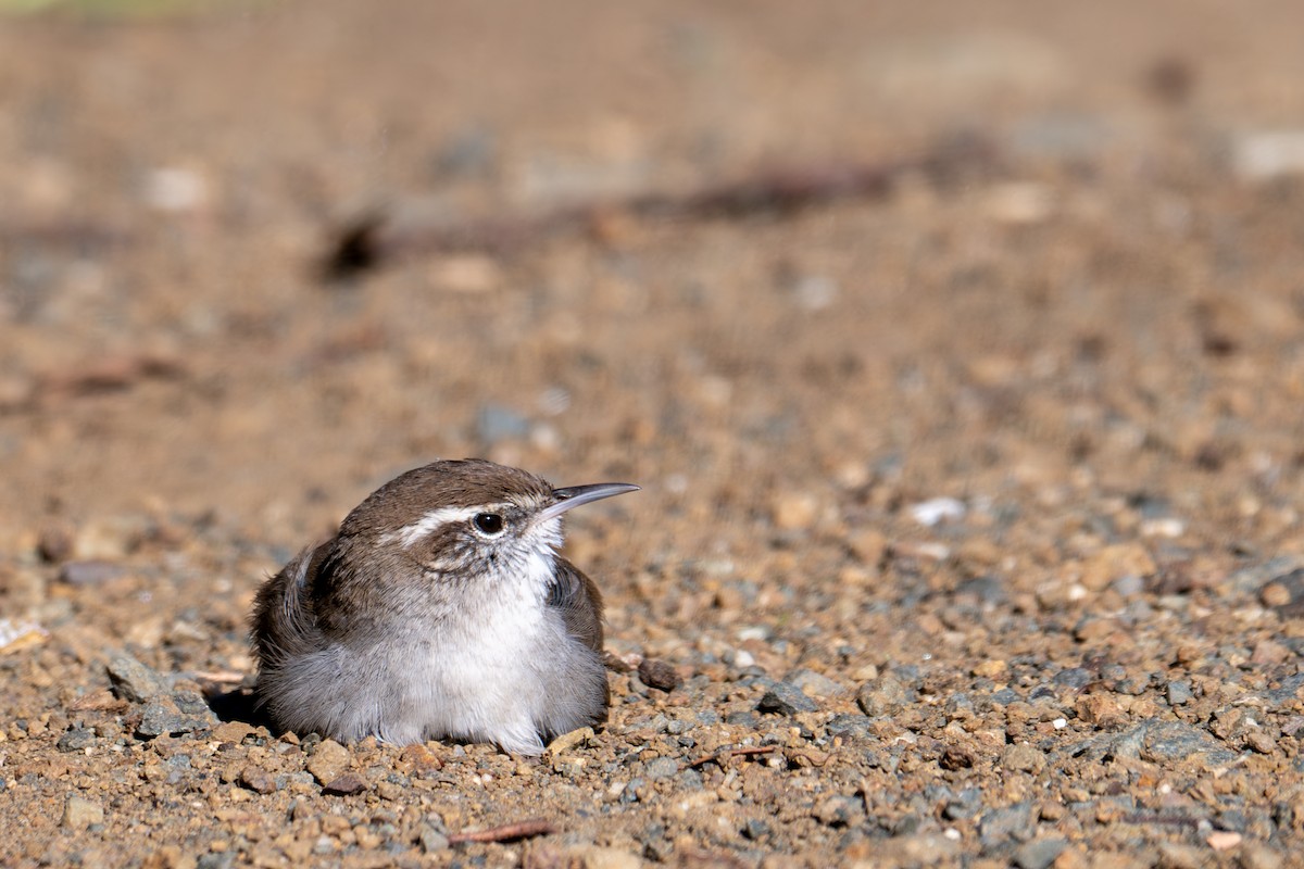 Підбуреник - ML646218870