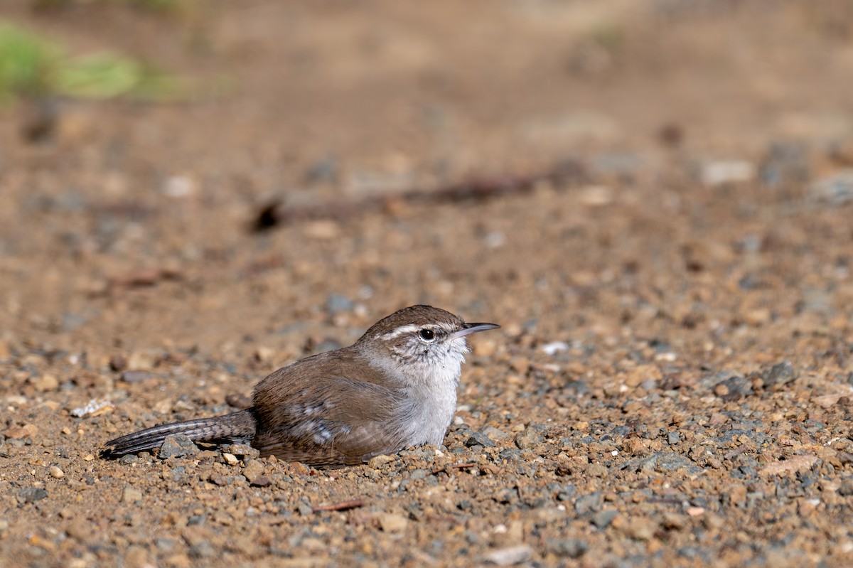 Підбуреник - ML646218871
