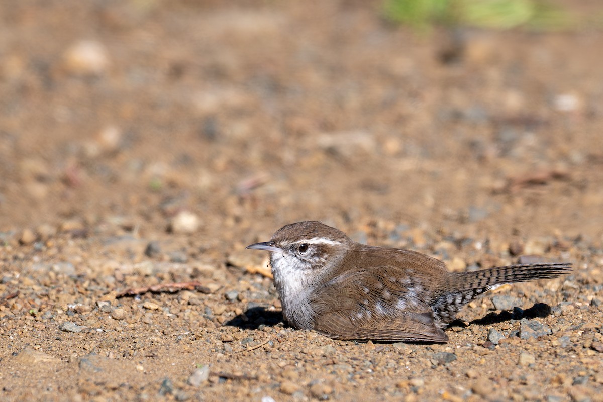 Підбуреник - ML646218872