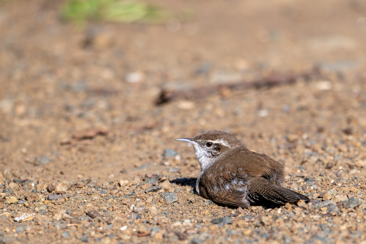 Підбуреник - ML646218874