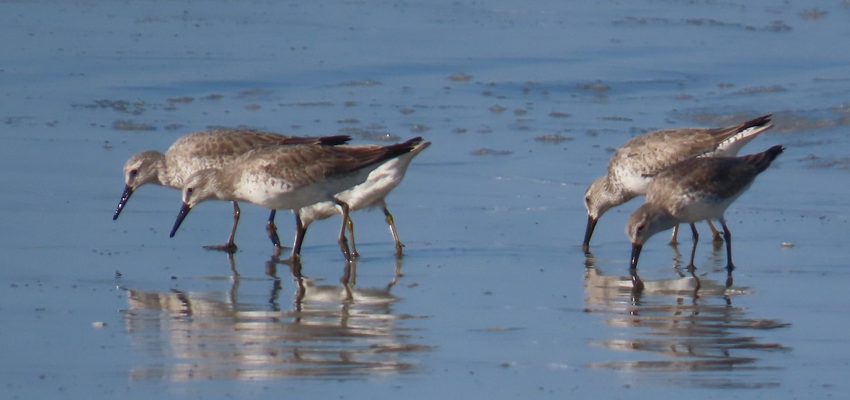 Bécasseau maubèche - ML646218881