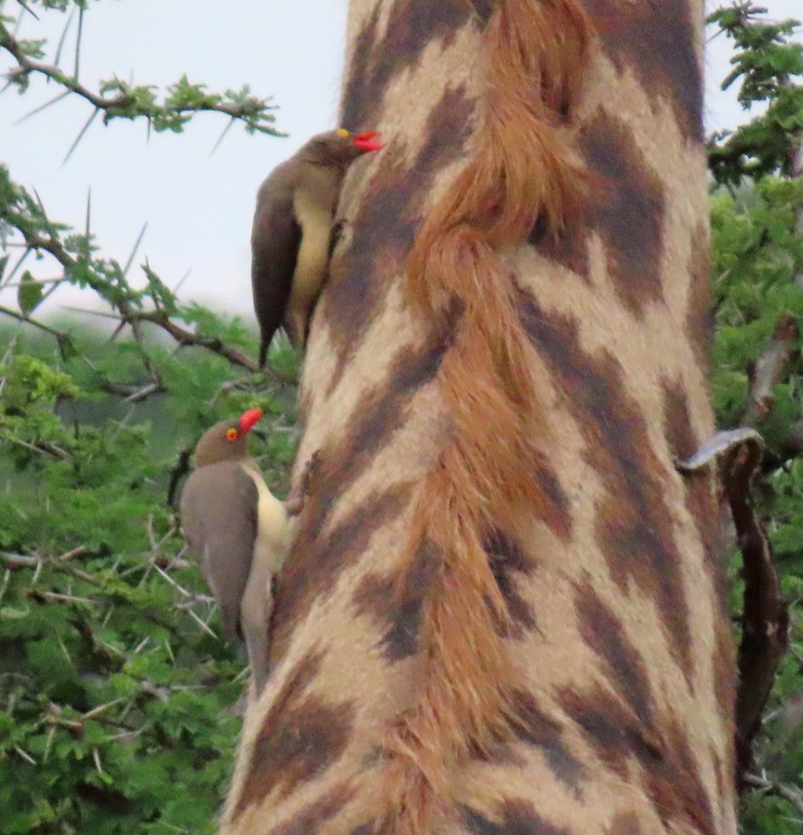 Red-billed Oxpecker - ML646218893