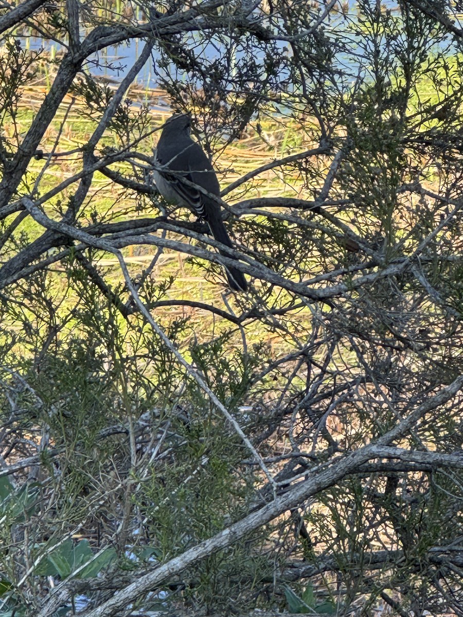 Northern Mockingbird - ML646218894