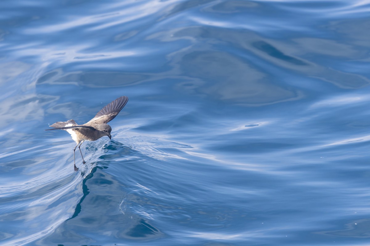 Elliot's Storm-Petrel - ML646218897