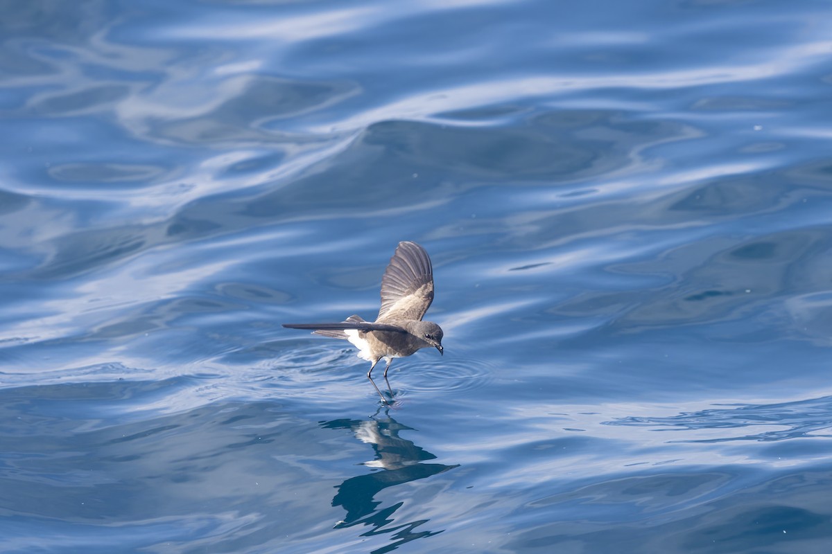 Elliot's Storm-Petrel - ML646218898