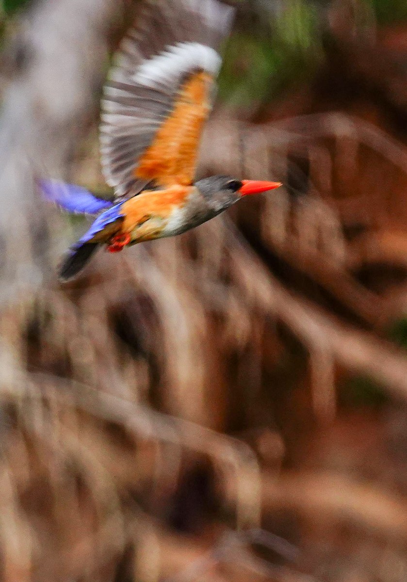 Gray-headed Kingfisher - ML646218906