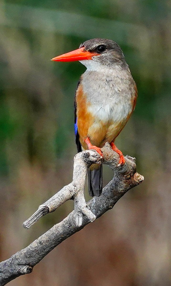 Gray-headed Kingfisher - ML646218907