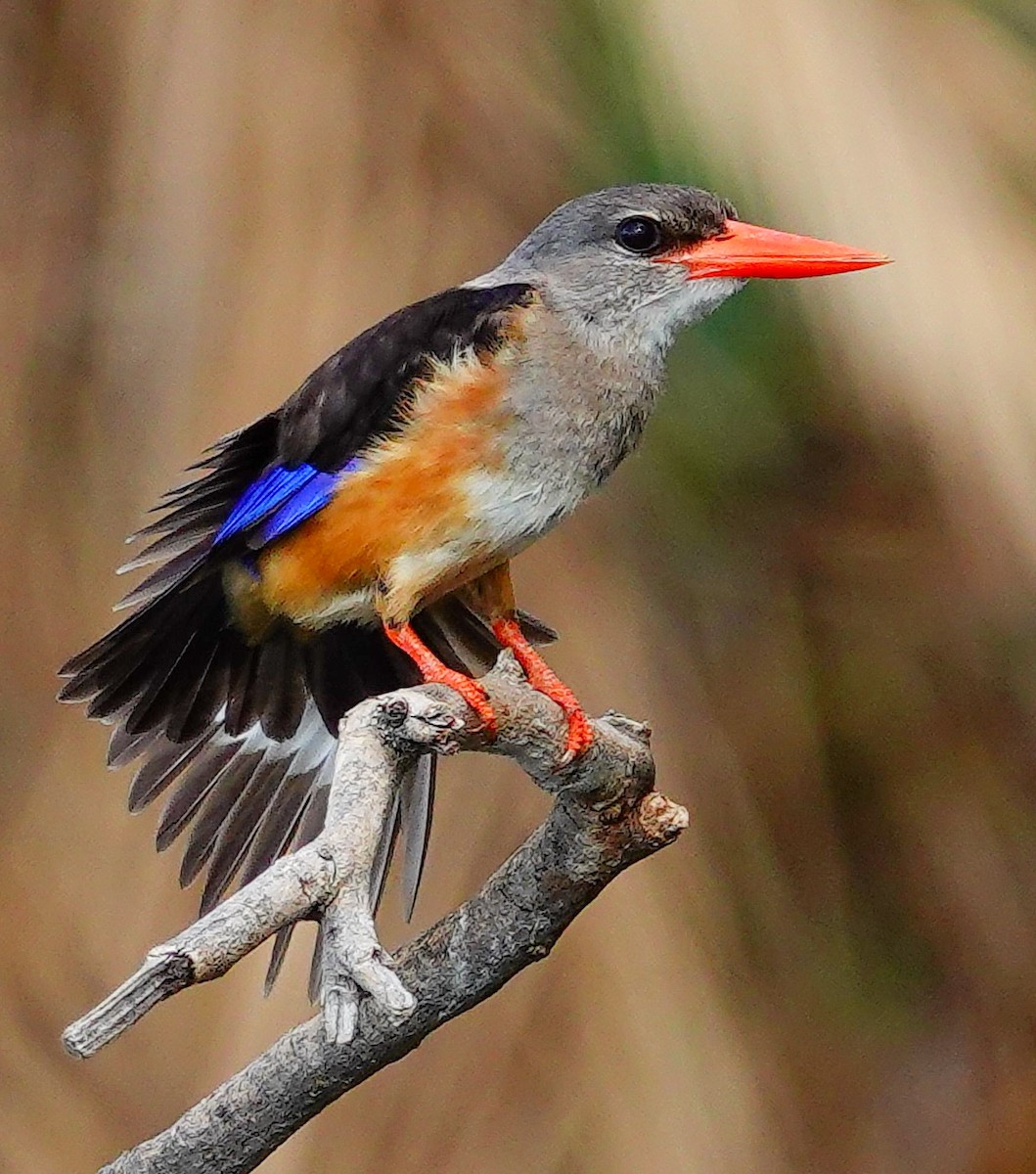 Gray-headed Kingfisher - ML646218908