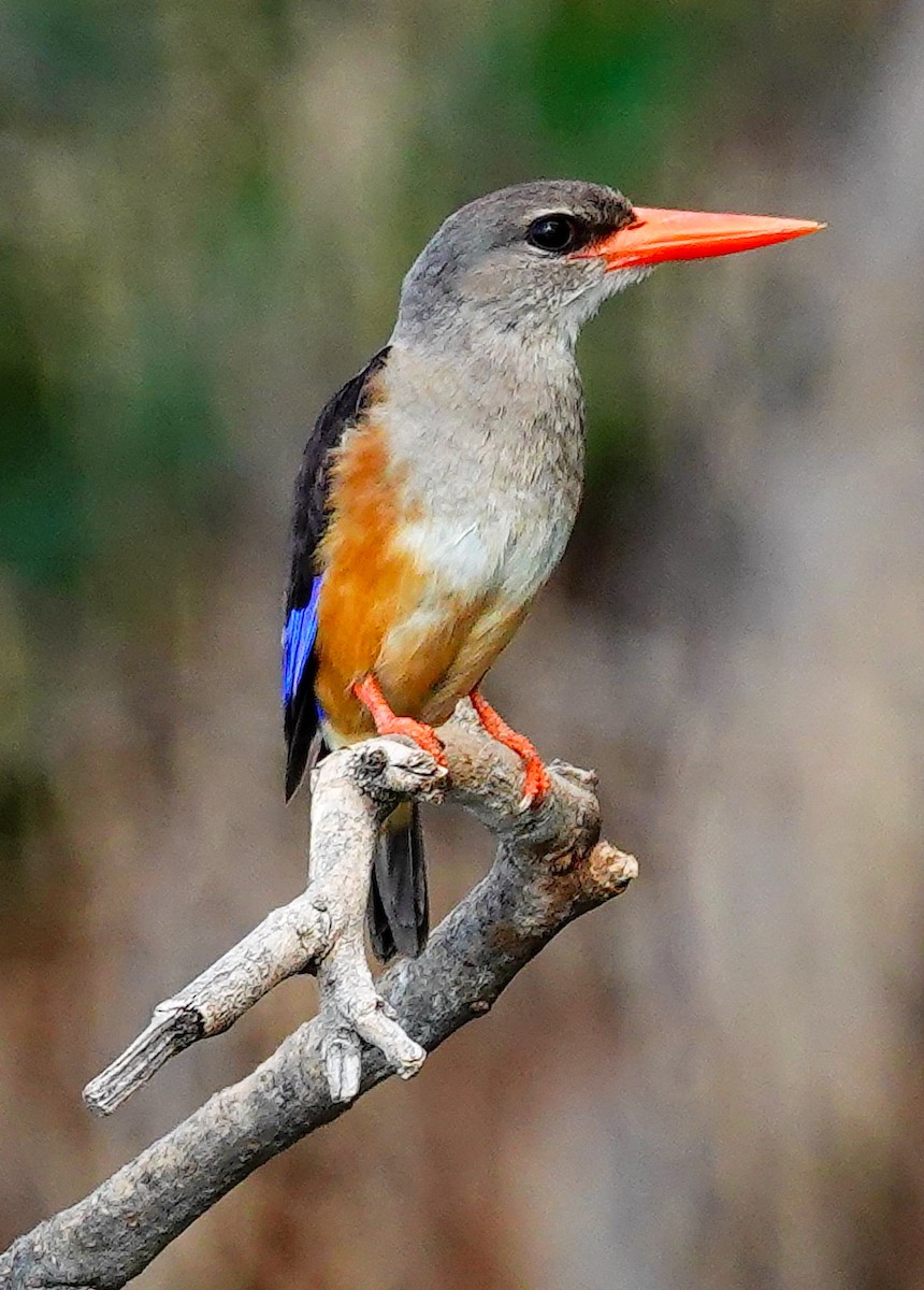 Gray-headed Kingfisher - ML646218909