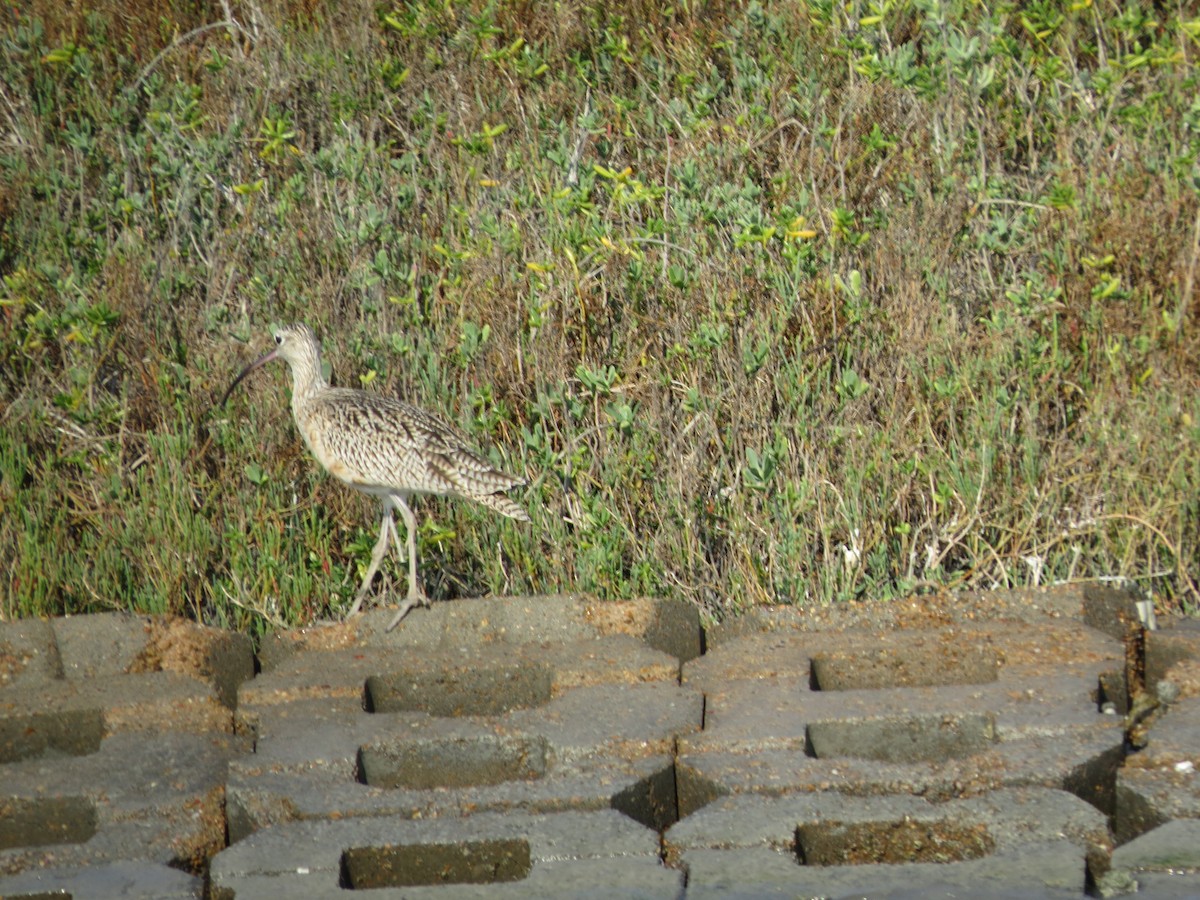 Кульон американський - ML646218910