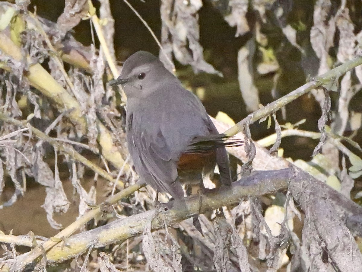 Gray Catbird - ML646218911
