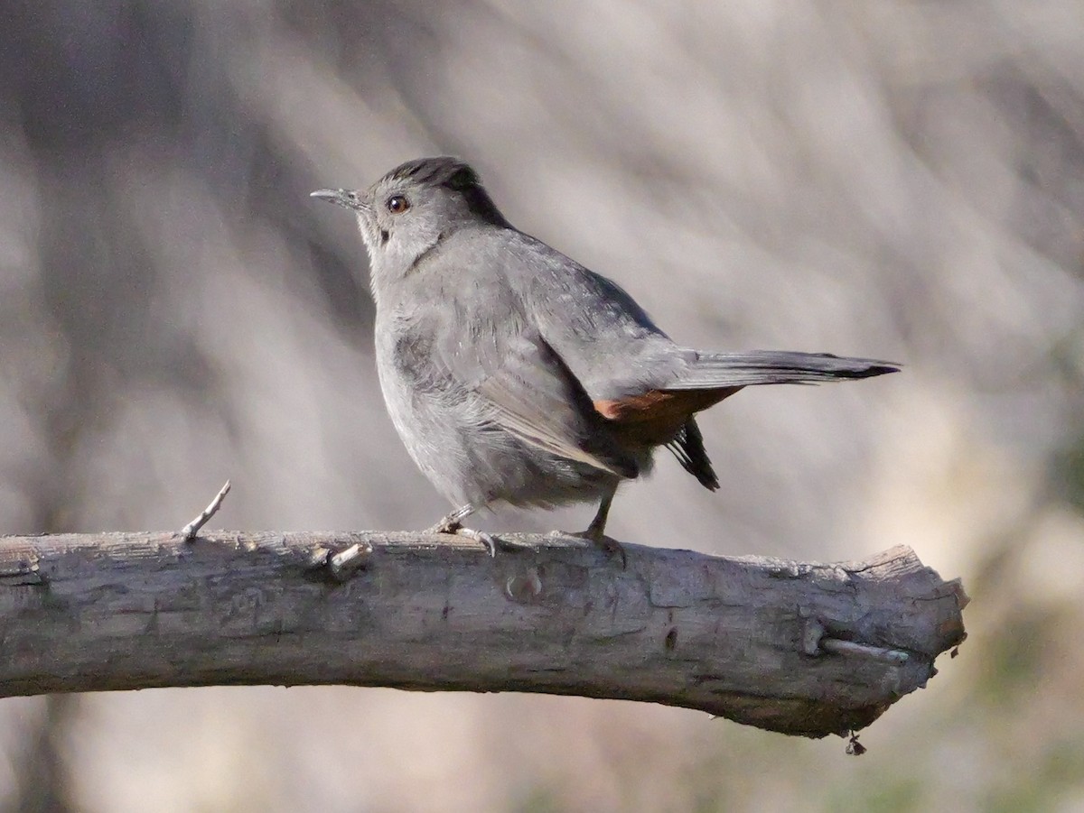 Gray Catbird - ML646218912