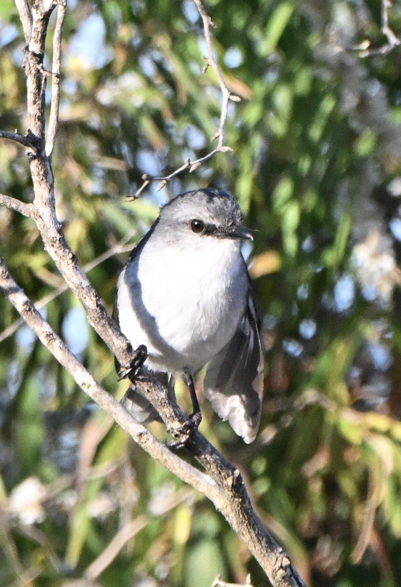 White-breasted Robin - ML646218913