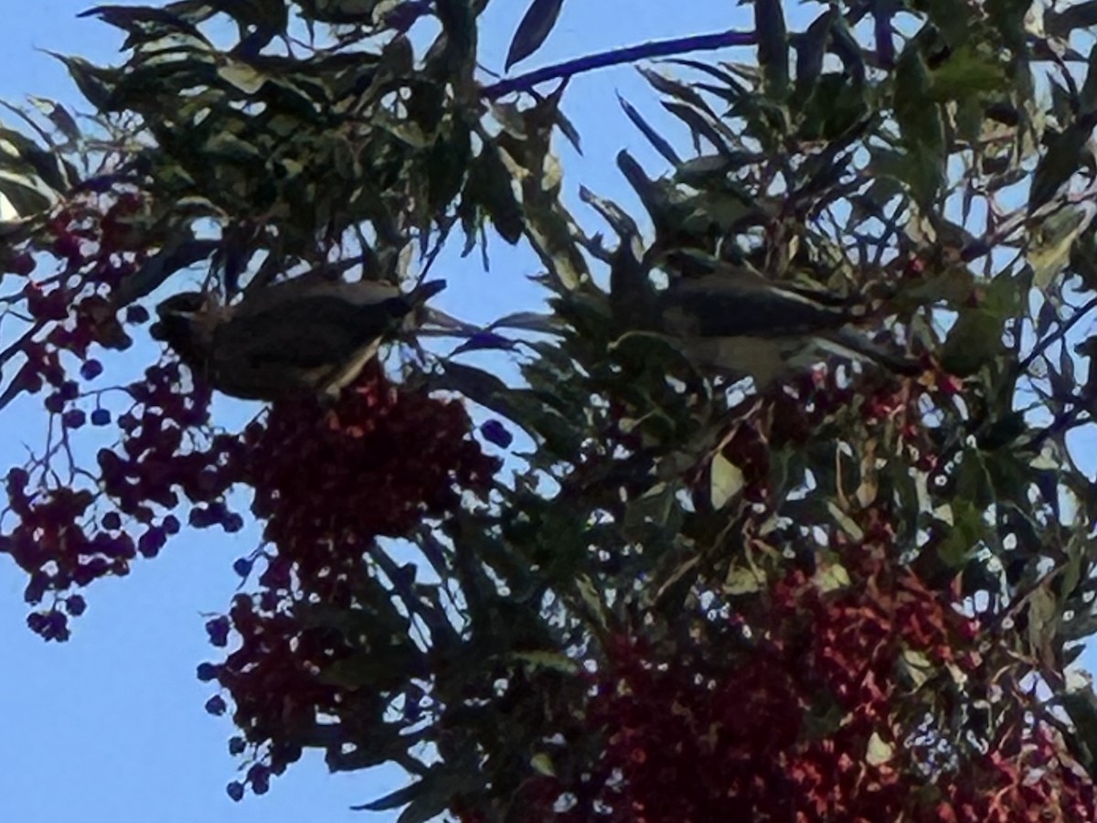ציצנית אמריקנית - ML646218915