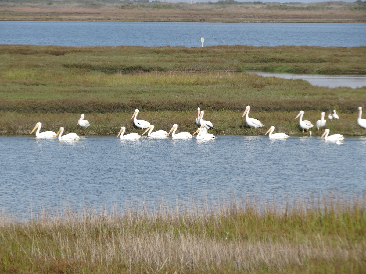 Amerika Pelikanı - ML646218916