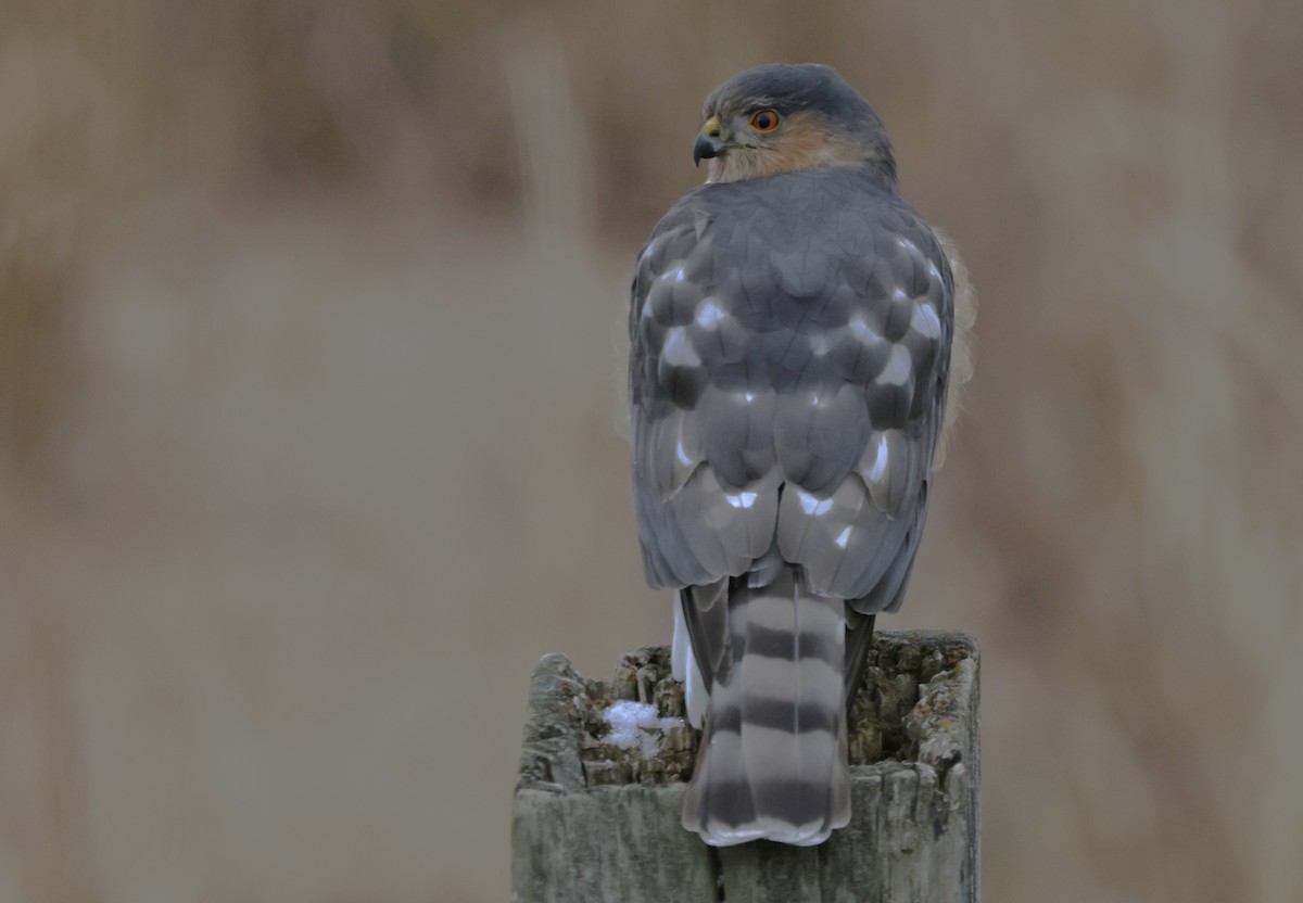 Sharp-shinned Hawk - ML646218917
