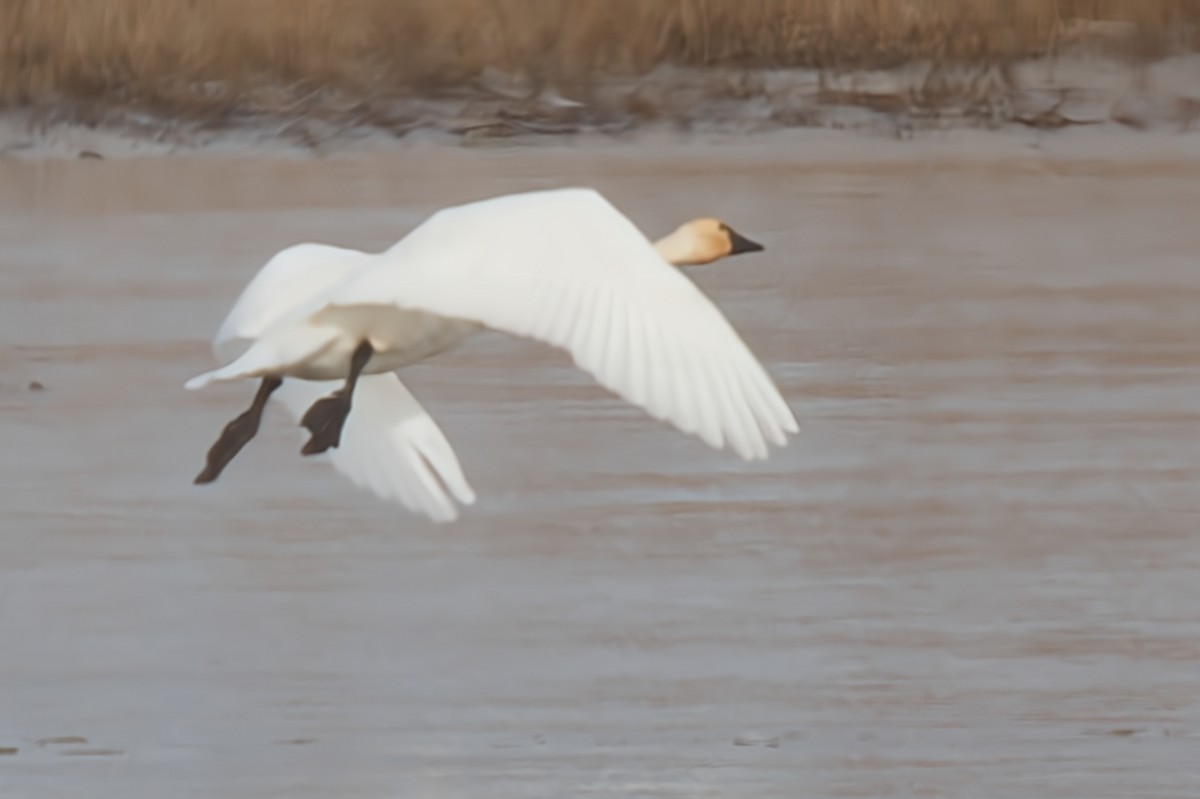 Tundra Swan (Whistling) - ML646218921