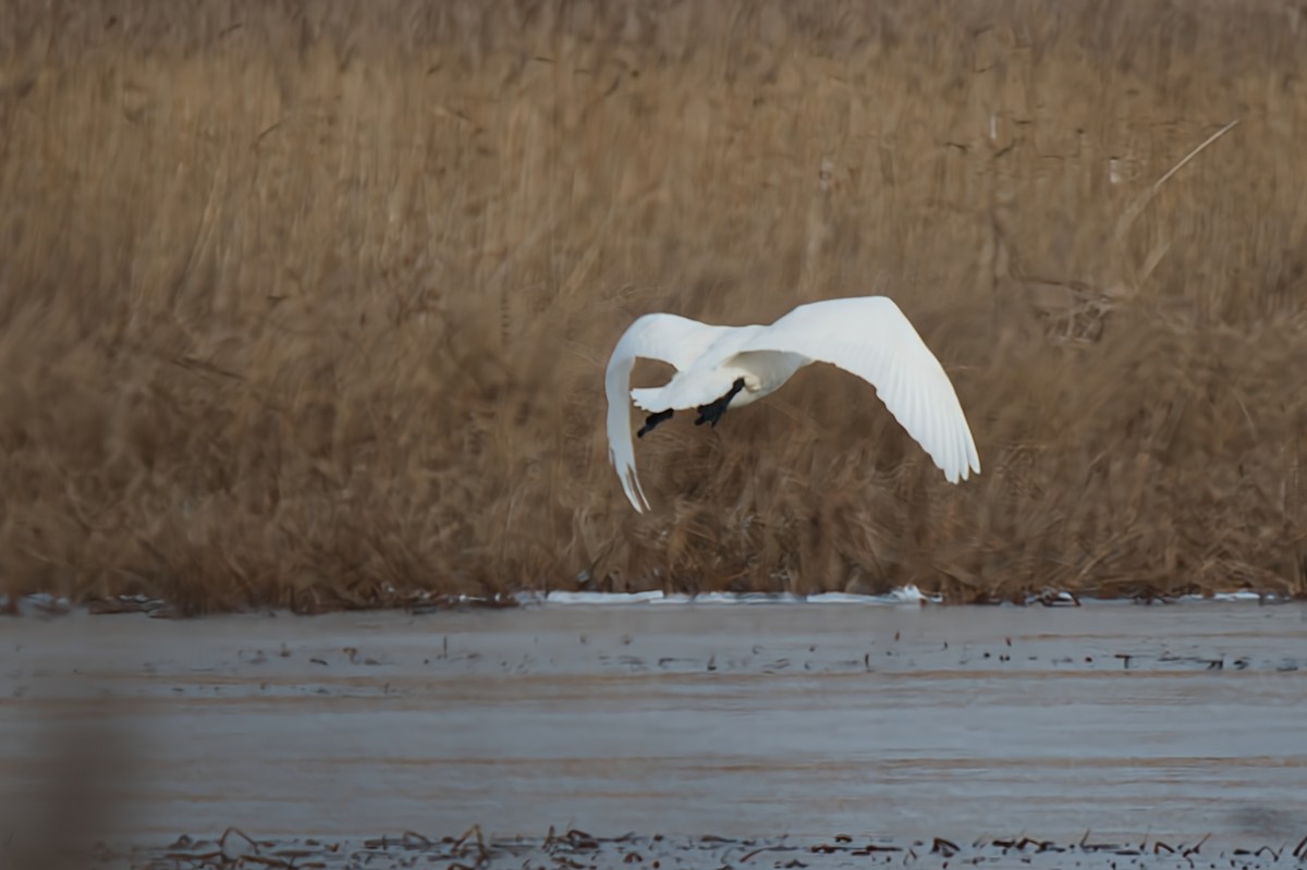 Tundra Swan (Whistling) - ML646218922