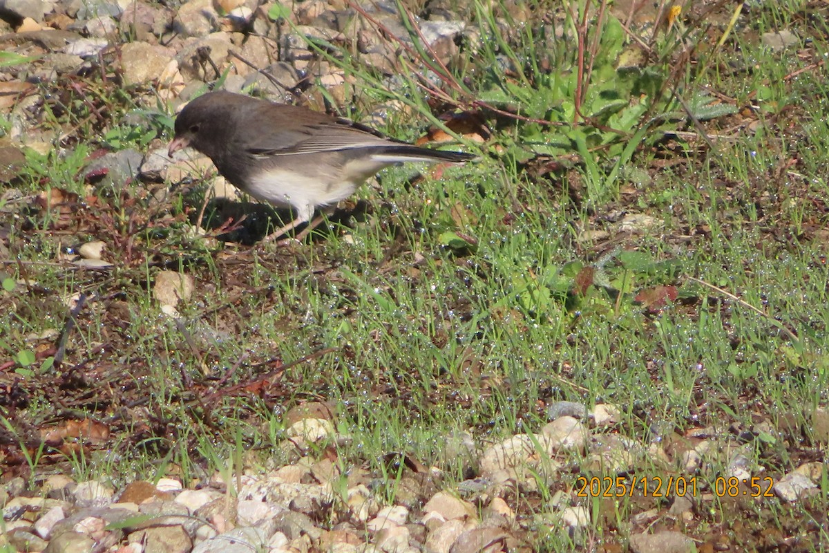 Dark-eyed Junco (Slate-colored) - ML646218923