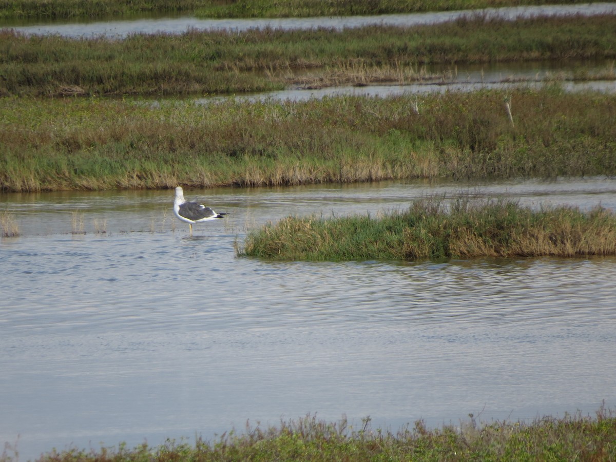 Kaio iluna - ML646218924