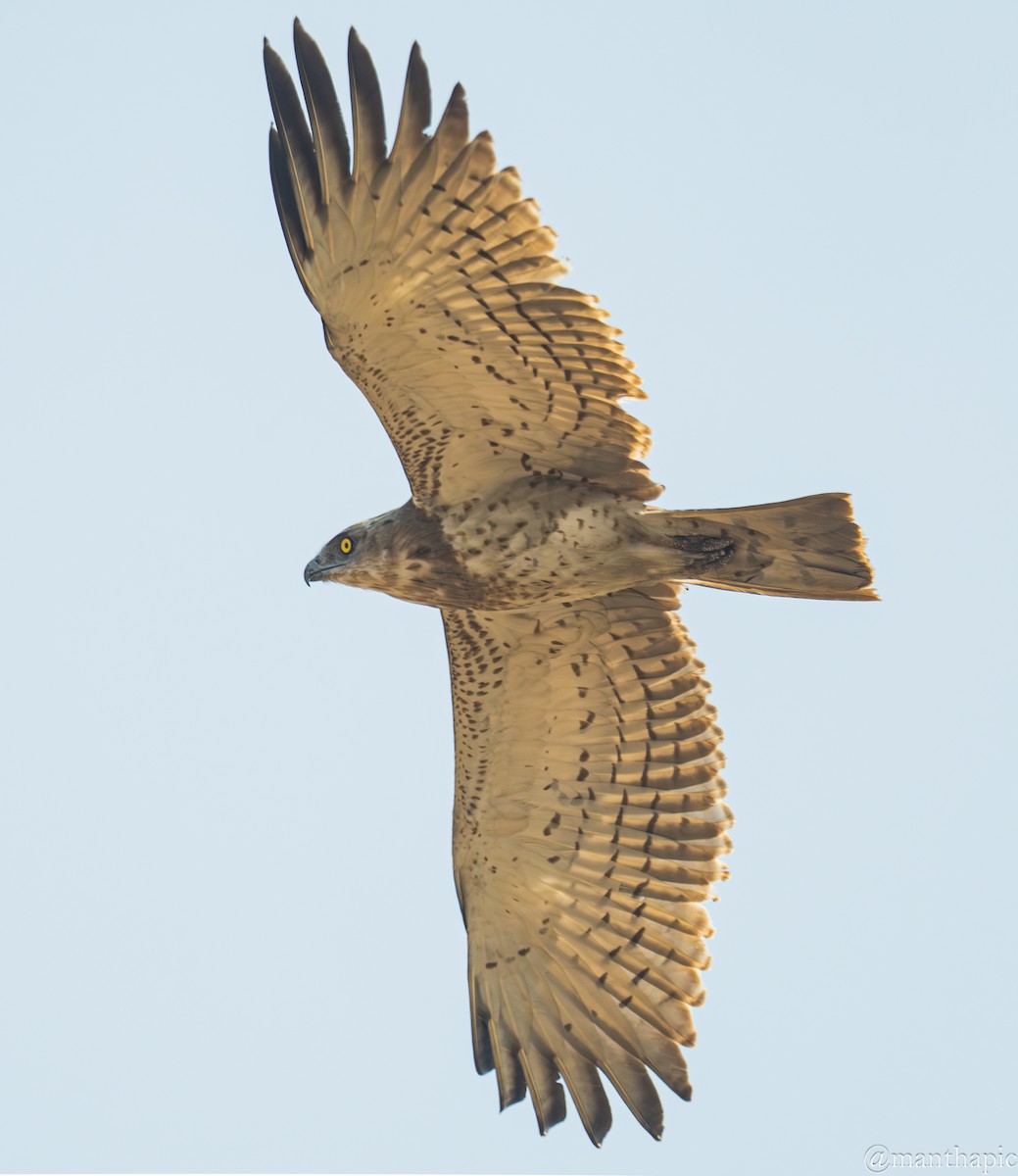 Змієїд блакитноногий - ML646218925