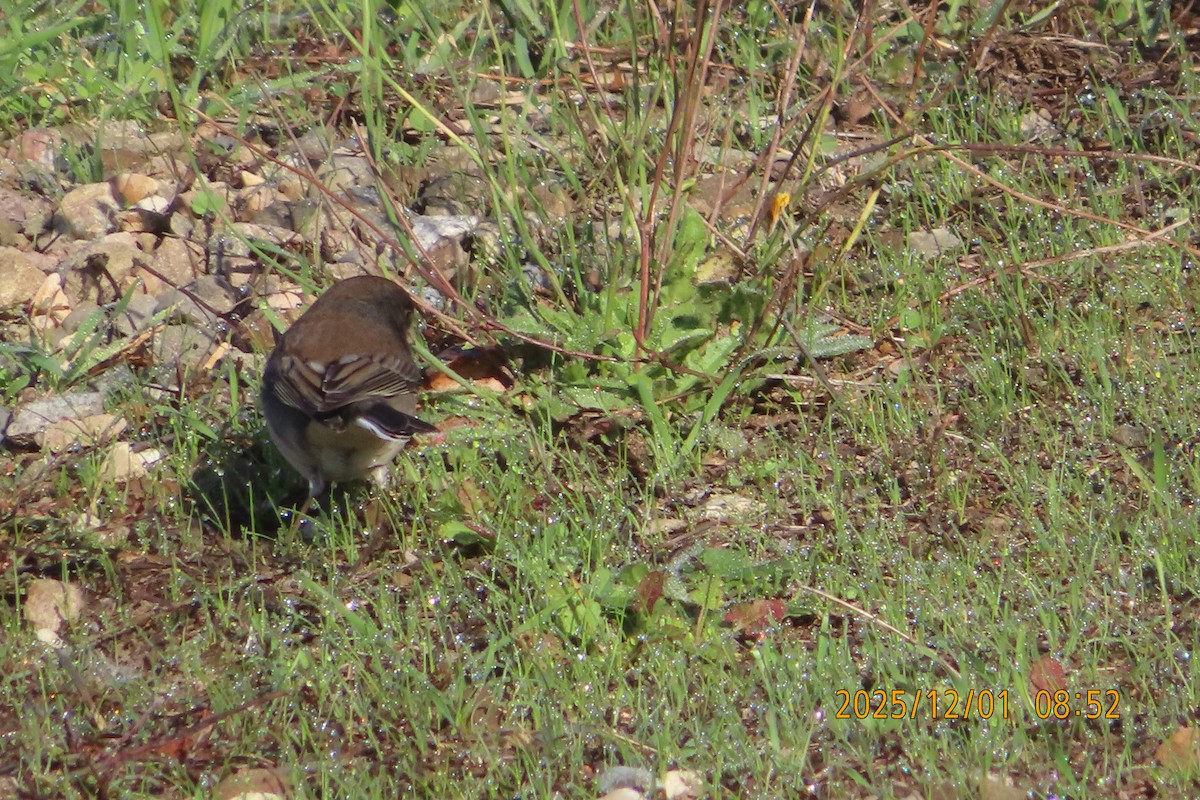 Dark-eyed Junco (Slate-colored) - ML646218926