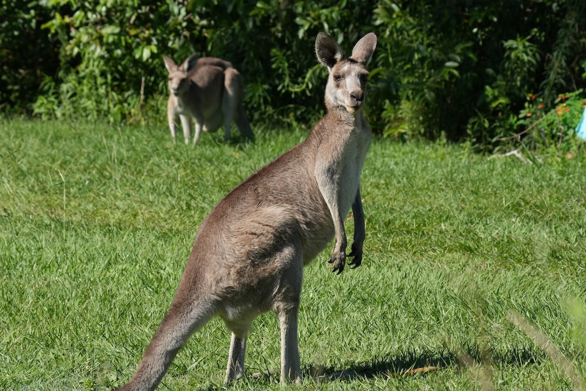 Animals - ML646218927