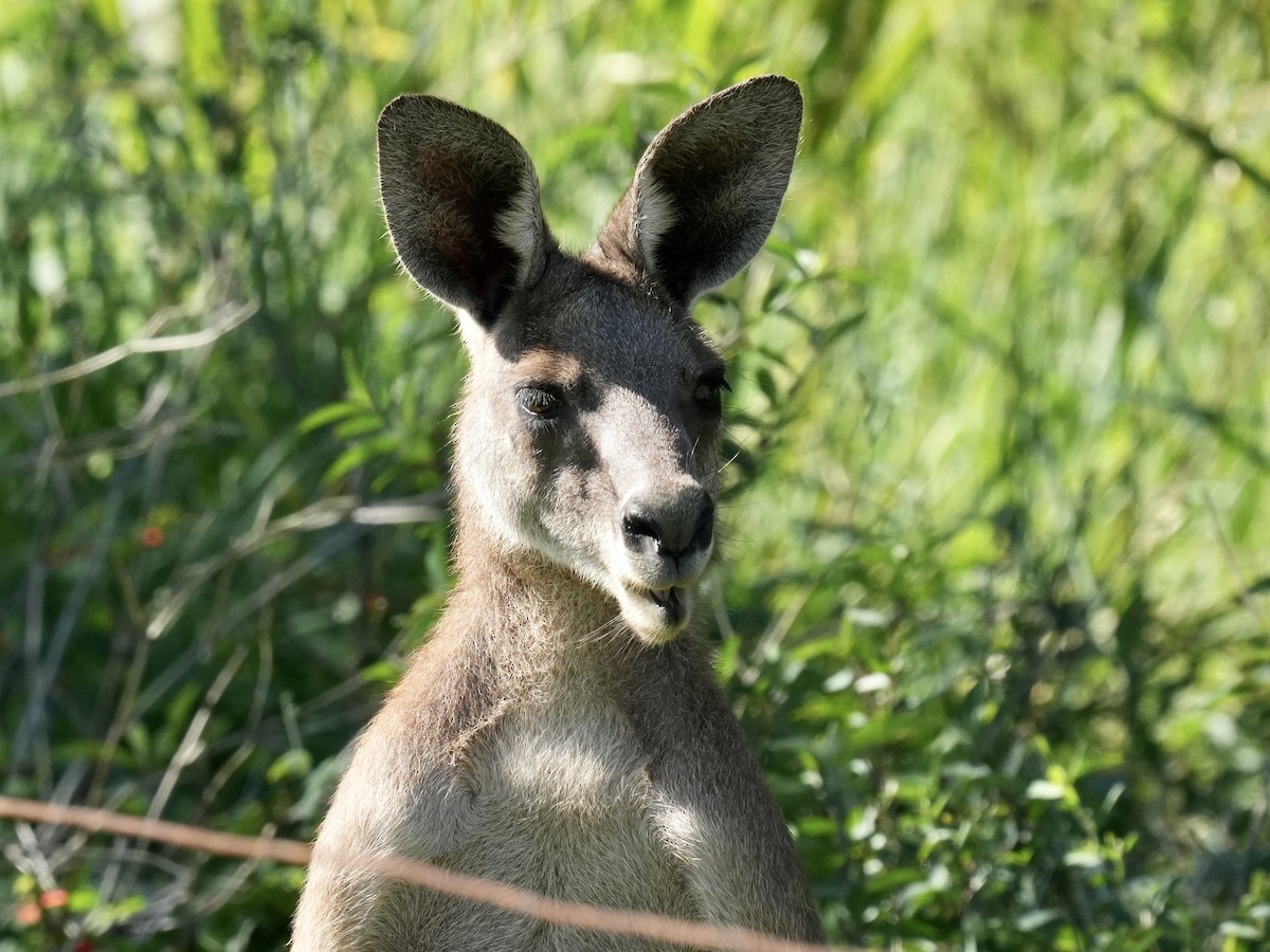 Animals - ML646218928